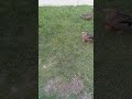 duck problem solving