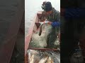 Unique Technical Tools Fish Trap  Of Catching Lot Of Fish🐟🎣#shorts #viral #fishing
