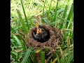 Bar-winged prinia Birds bring flies to babies#birds #baby