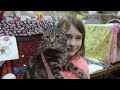 Catwalk: Tales from the Cat Show Circuit | Prize Winning Cats & Kittens | FULL DOCUMENTARY