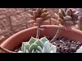 SUCCULENTS MOST COMMON PROBLEM IN SUMMER 