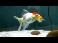 Fishies in 240fps!