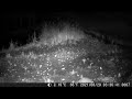 Cayote Puppy caught on Broome County NY, Trail Camera