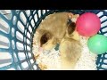 two little ducks who really like playing ball ( part 15 ) 🦆🦆🦆🦆🦆🦆