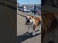 A Day In The Life Of You -ENGLISH BULLDOGS