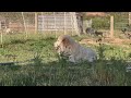 Watch MAREMMA PUPPIES Play!