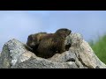 Curious marmots in the Alps