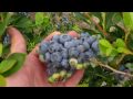 Organic Blueberry Bushes for Sale - DiMeo Farms and Blueberry Plants Nursery