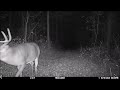 Buck 8pt rt stub