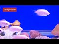 Type of Fishes with names 🐠 | Fish in Aquarium | Aquarium Gallery | Relaxing aquarium videos