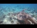 Hayley and Pop Pop's Epic Adventures: Sea Turtle and Whale Song
