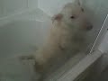 Stanley's first bath