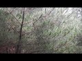 Forest Walking on a Rainy day, Seoul 비 내리는 숲 길 걷기(혜화동~북악팔각정)