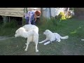 Maremma sheepdogs do not fetch!