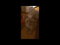 Random cat video