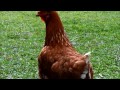 One Year Later: My Ex Battery Hens