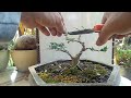 Pengawatan bahan bonsai Sancang mini@fakihbonsai309