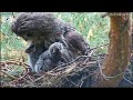 Great Grey Owl (Strix nebulosa)- Puszczyki mszarne - Karmienie 2 piskląt🐥🌹🍀🐥🌹🍀  23/05/2022