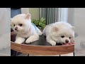 Try Not To Laugh🥰 New Funny Cats🙀 and Dogs 🙊Videos Ever