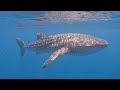4K | MALDIVES, BEST SNORKELING IN THE WORLD | Swimming with Sharks | Budget Travelling | 2023