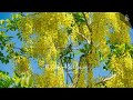 Just like the Fresh Summer Morning 🍋 Pleasant Piano Instrumental Music