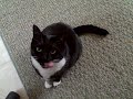 Cat Doesn't Like My Singing!!