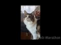 Funniest Dogs & Cats Videos to Make Your Day Better🐾