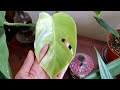 Plant Collection Monstera Albo and more!