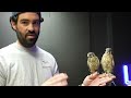 Can You Pet a Falcon?