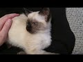Siamese Kitten LOUDEST Purring