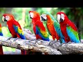 Birds Nature Relaxing Music| Relaxing Music, Meditation Music, Sleep Music, Distress Music