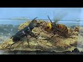 Asian Giant hornet VS Beetle