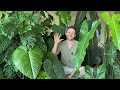 HOW TO GROW LARGE PLANTS INDOORS - revealing my secrets