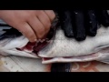 Learn To Spearfish filleting lesson