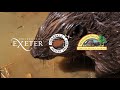 Cornwall Beaver Project: The story so far