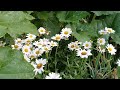 Vegetable Border/Heat Wave/Limbing up Rose of Sharon