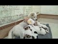 Baby monkey Su wants to drink mother dog's milk