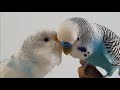 NEW TREND: Releasing Budgies to The Wild