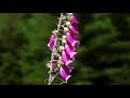 INCREDIBLE ZOOM | Nikon P1000 | Ben Lomond | Scotland