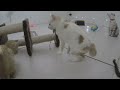 😹 Funniest Cats 🐈 Funniest Catss 2024 😅