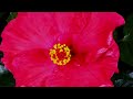 Time-Lapse: Watch Flowers Bloom Before Your Eyes | Short Film Showcase