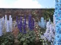 Delphiniums full identification video