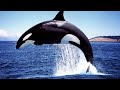 Orcas: 8 Fascinating Facts About Killer Whales! #ocean #orca #whale #wildlife #trending #animals