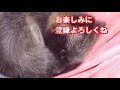 A collection of scenes to kiss a raccoon dog