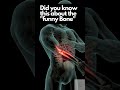 Did you know this about the funny Bone