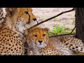 4K African Animals: Bwabwata National Park, Namibia, Relaxation Film With Real Sounds