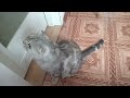 - Люблю вкусно покушать) Шотландская Вислоухая # четвероногие#cat#love#