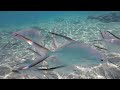 GoPro Hero5 & Polarpro snorkeling filter under water in Grand Turk