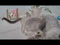 Try Not To Laugh Dogs And Cats 😹 Funny Animal Videos 😂🐱