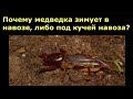 Как избавиться от МЕДВЕДКИ и ЛИЧИНОК МАЙСКОГО жука